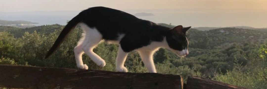 gio banner