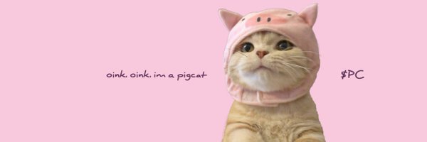 PigCatSolana Profile Banner