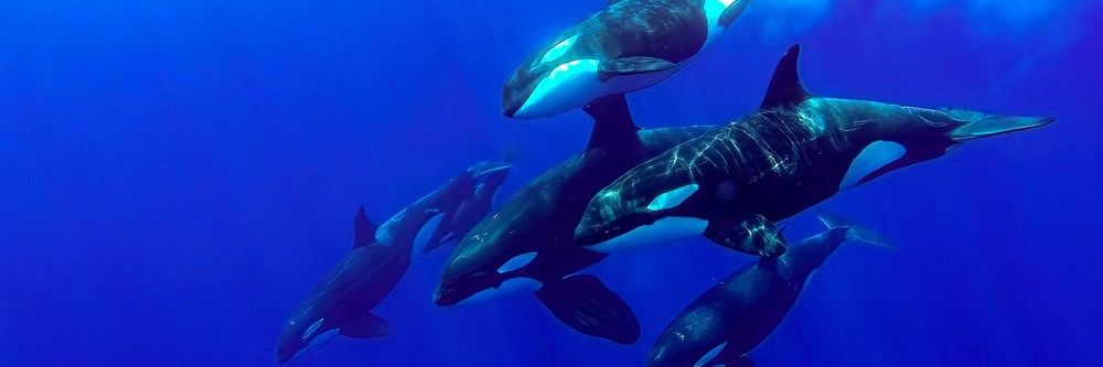 OrCA12187's profile banner image