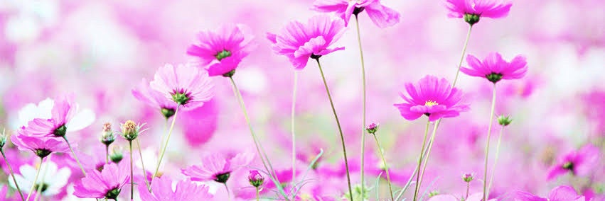 k_ozorio's profile banner image
