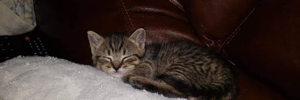 𝐕𝐈𝐈𝐈. banner