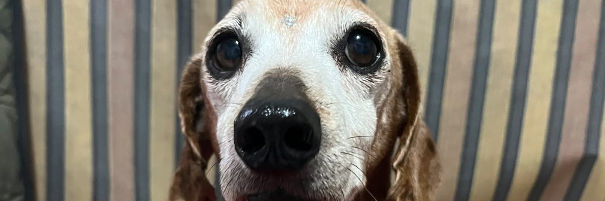 rafaaavargas's profile banner image