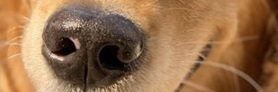 OrlandoGrooming's profile banner image