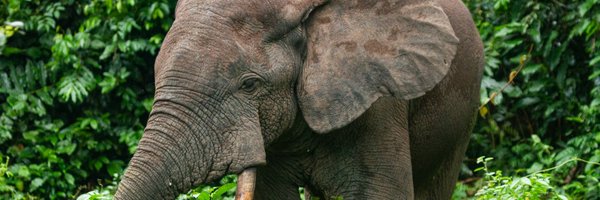 wwfcameroon Profile Banner