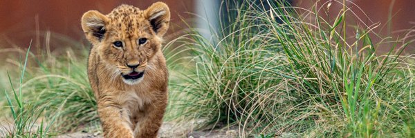 tarongazoo Profile Banner