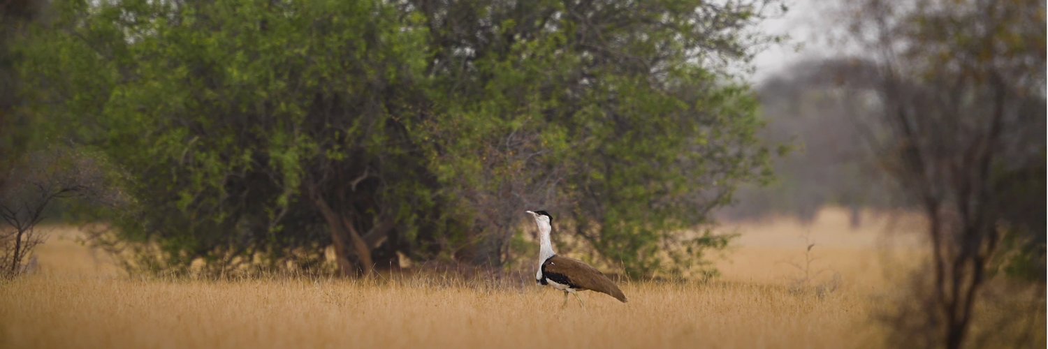 Bustard_Recovery_Program banner