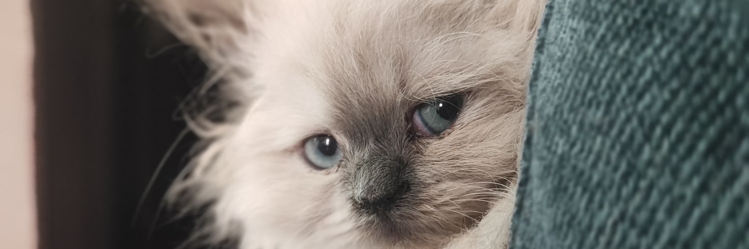 CinthyaD_'s profile banner image