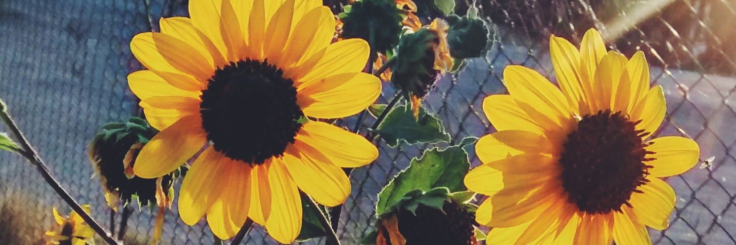 anetths's profile banner image