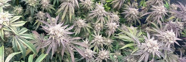 SendNutes Profile Banner