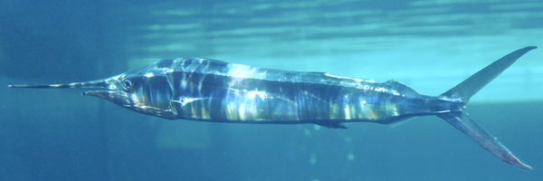 raditate_light Profile Banner