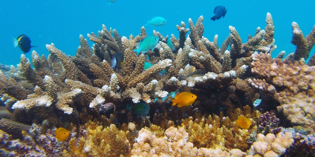 Patrick Helmholz banner