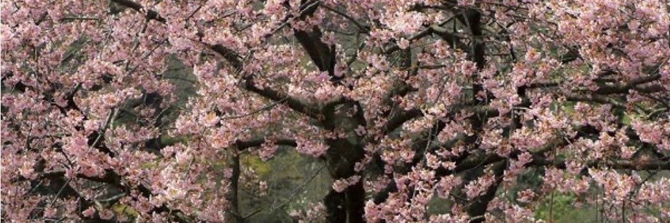 saterdaycafe's profile banner image