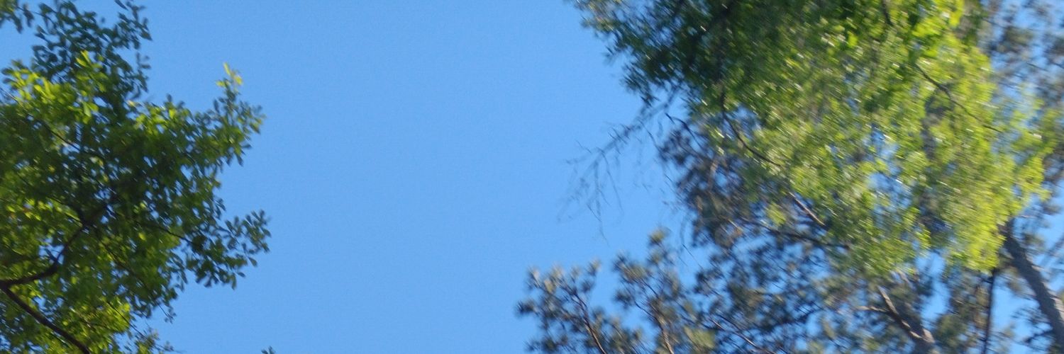 ✦ bequx ✦ banner