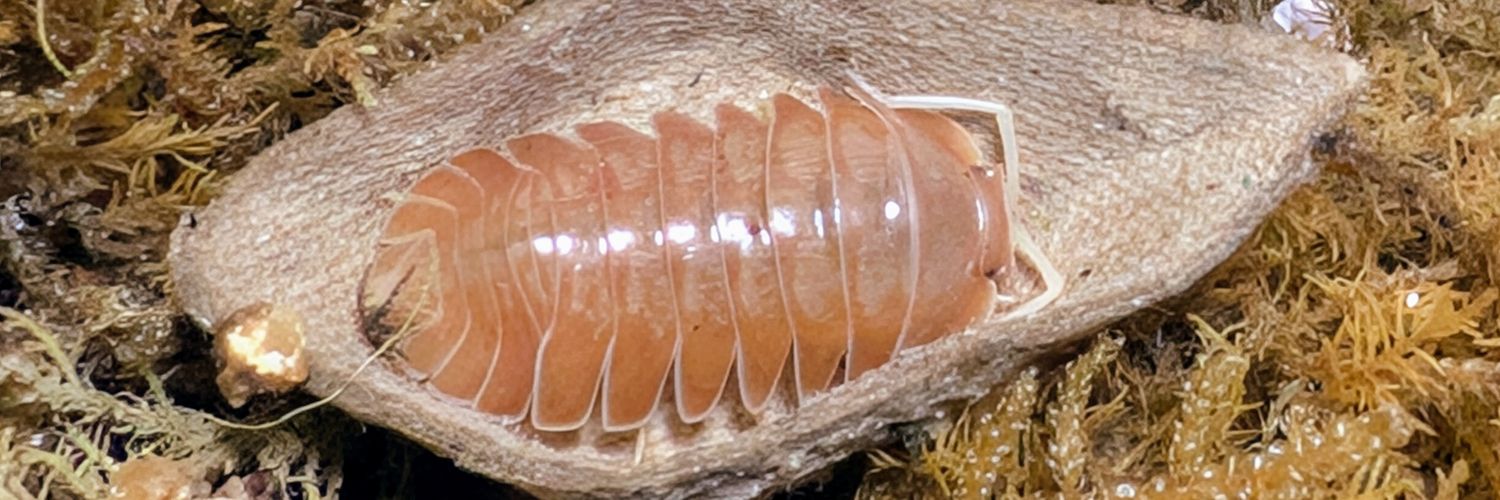 BUG.st(即売会でのリクエスト受付中) banner