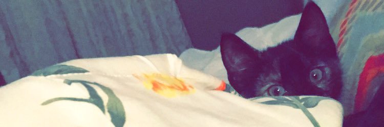 paige_ip's profile banner image