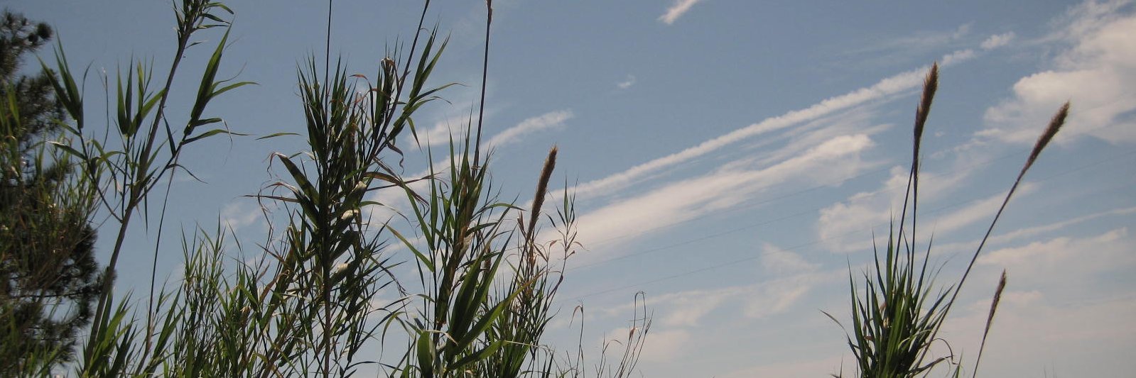 Mélanie Millette, PhD banner