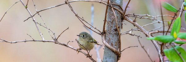 vivlund Profile Banner
