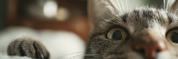 PixelFusionist Profile Banner