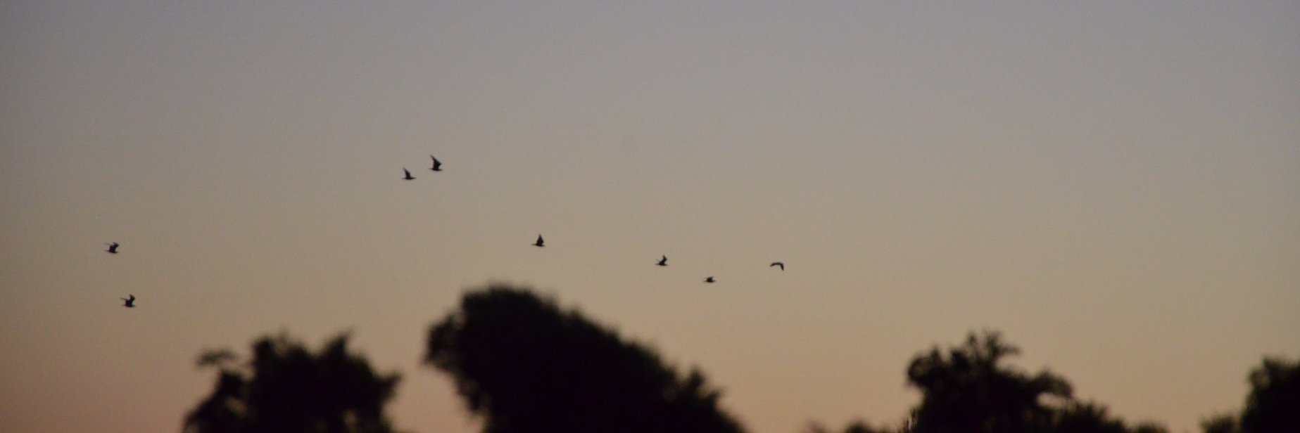 johannes wagemann banner