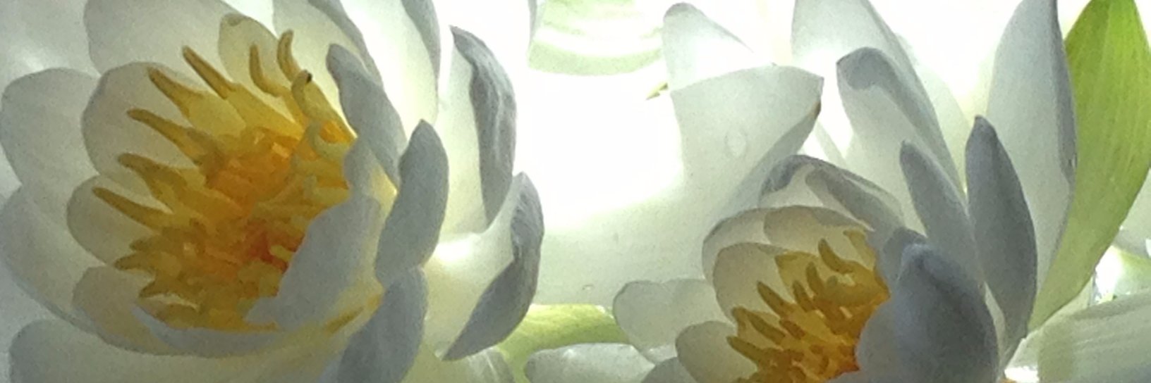 JDBL's profile banner image