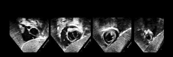 JWheatleyEcho Profile Banner