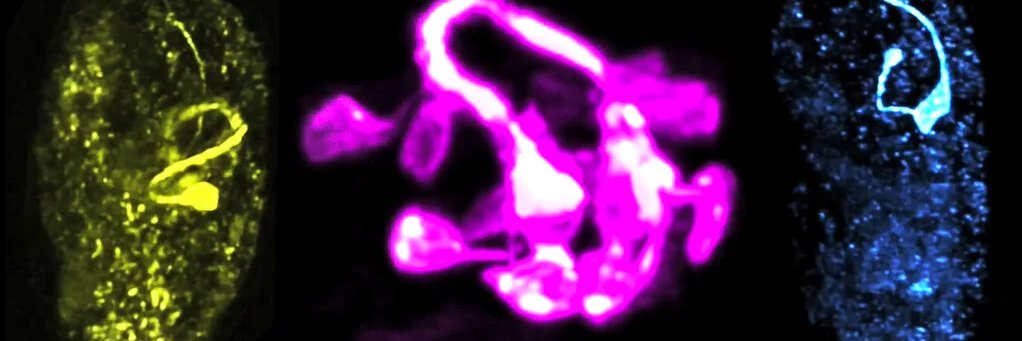 Colón-Ramos Lab's banner