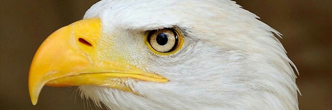 teibertia's profile banner image