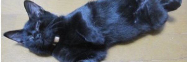 harutamm's profile banner image