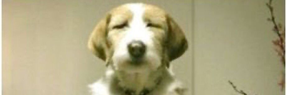 SigmaTrollPhonkMangos674161 banner