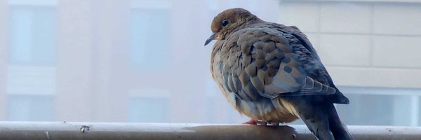Jaaahsh Profile Banner