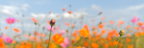 _kuma_cha Profile Banner