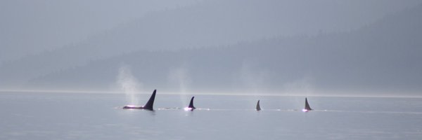 chevyschases Profile Banner