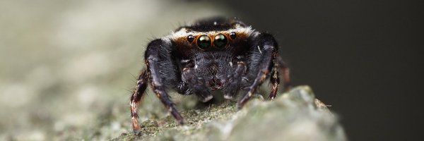 salmon0413 Profile Banner