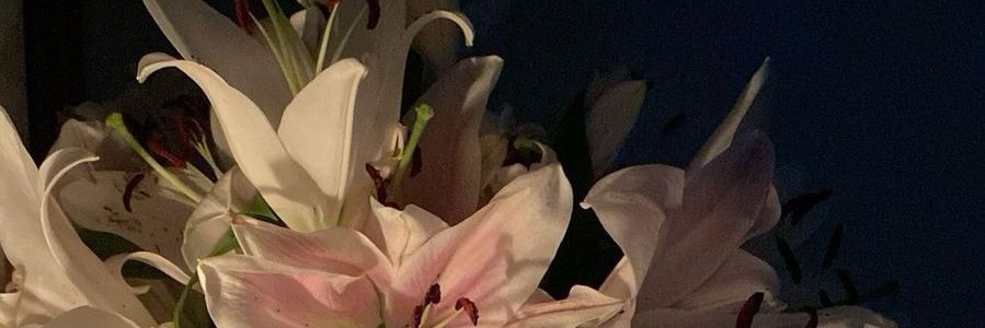 ` 🦢 𝒞𝒽𝑒𝓁𝓁𝒶 🦢 ` banner
