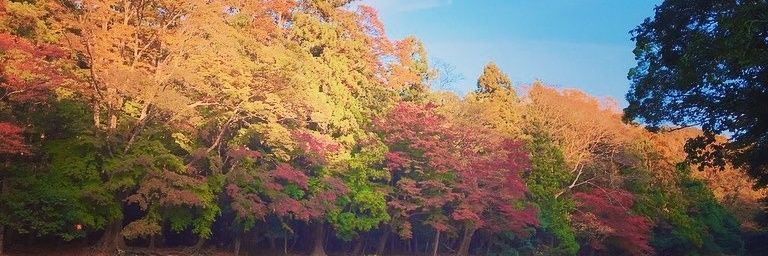 gohanhaoniku's profile banner image