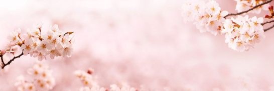 BimboOfJapan's profile banner image