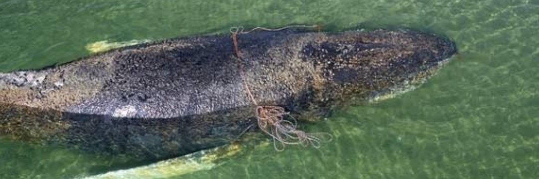 TIMMY BRAUCHT HILFE! 🐳♥️ banner