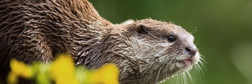 Reinhard Otter banner