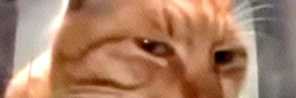 SyntheticBird_ Profile Banner