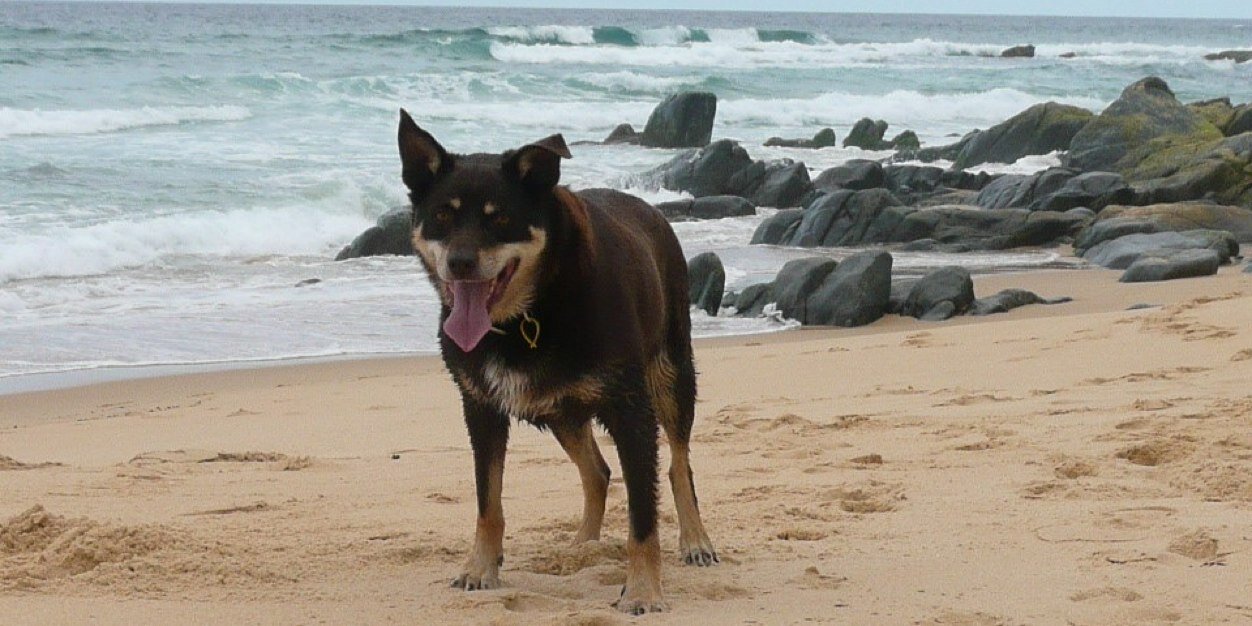 💧Roy Kelpie banner