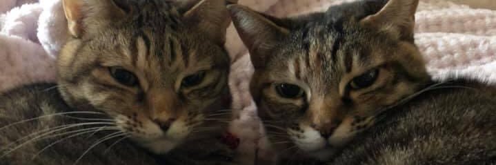 nika46497's profile banner image