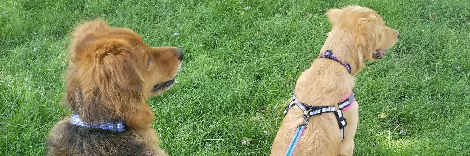 Dogman1200's profile banner image
