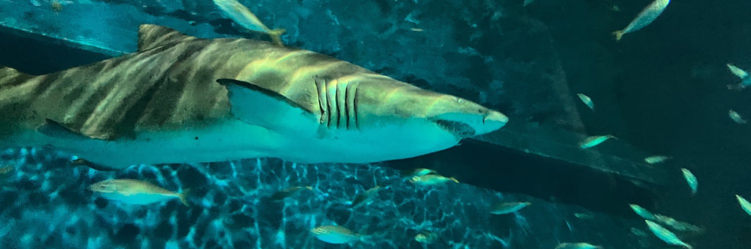 いてこ@5/6東7Q17a banner