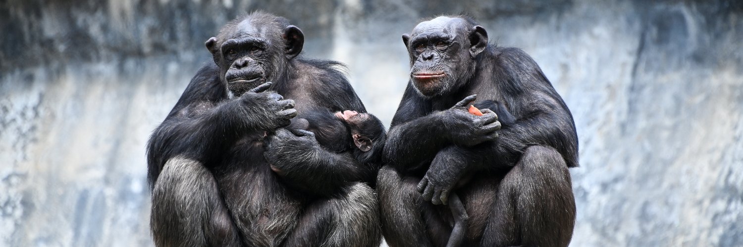 LAZoo's profile banner image