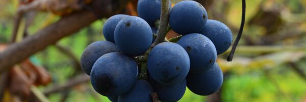 talkavino Profile Banner