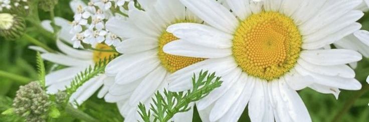 lana🌹🌿's banner
