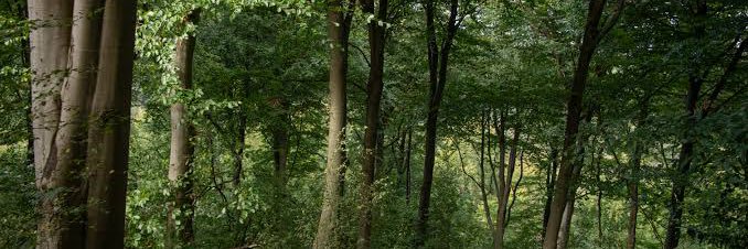 Sloth banner