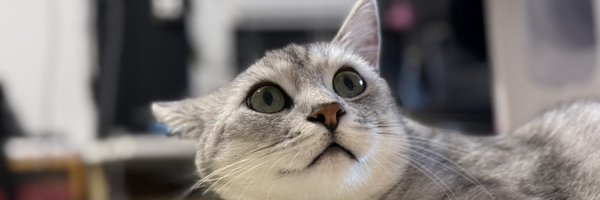 WhiskyASMR_AD Profile Banner