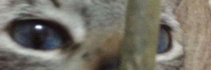 Puxitooo__'s profile banner image