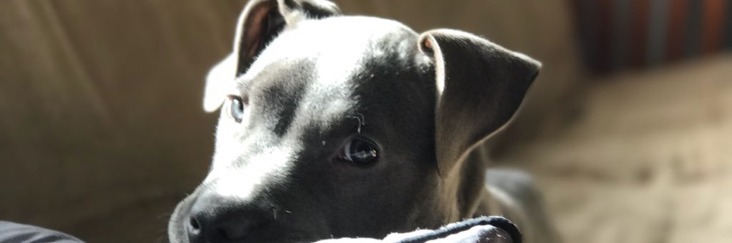 Ehanes4's profile banner image